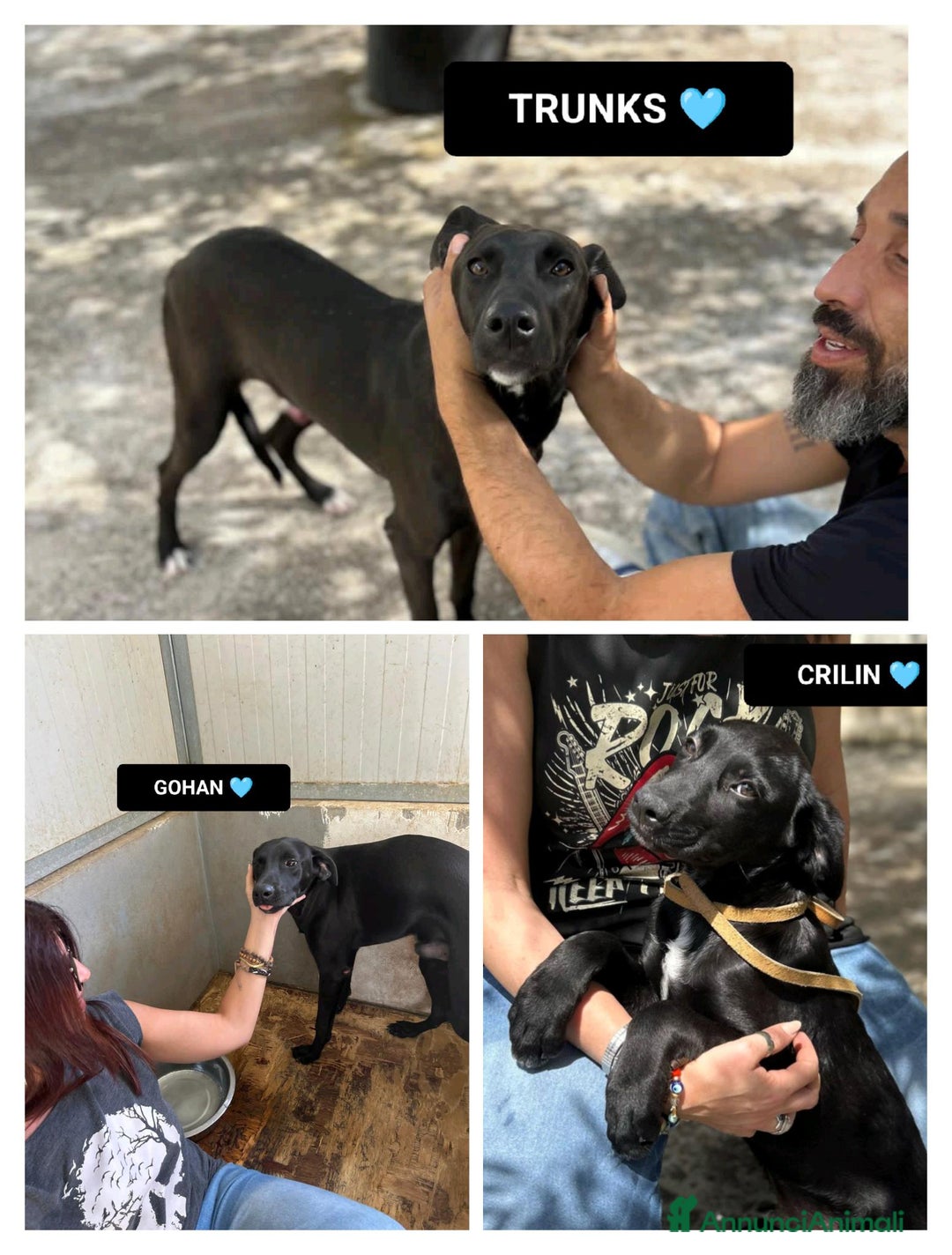 Altre razze cani in regalo: gohan crilin e trakns - Annuncio 1