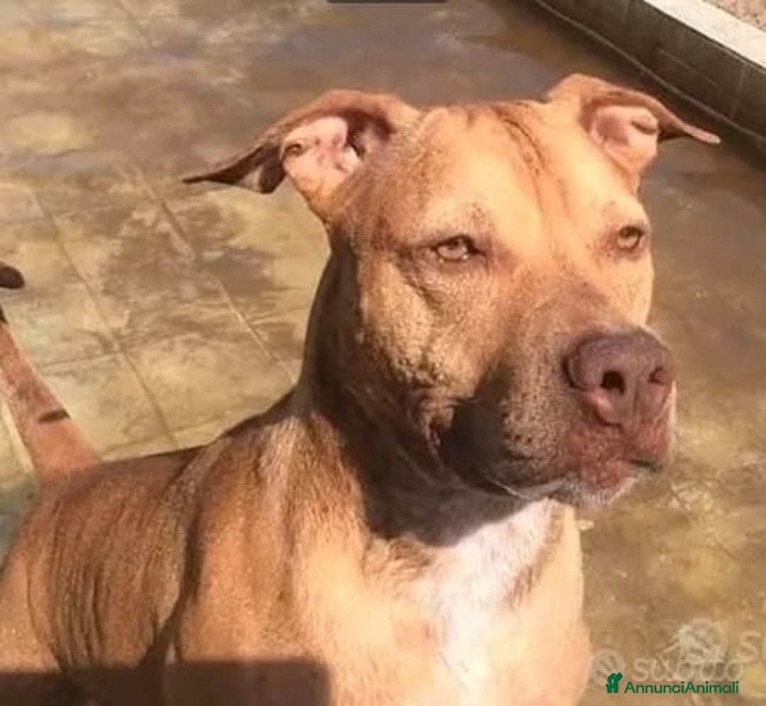 Pitbull cani in regalo: Pitbull adulta salita a Milano e riscesa a NAPOLI a Città metropolitana di Milano - Immagine 1