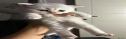 Scottish gatti in vendita: Gattini Scottish Straight  - Annuncio 11