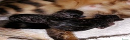 Bengala gatti in vendita: Cuccioli di bengala - Annuncio 7