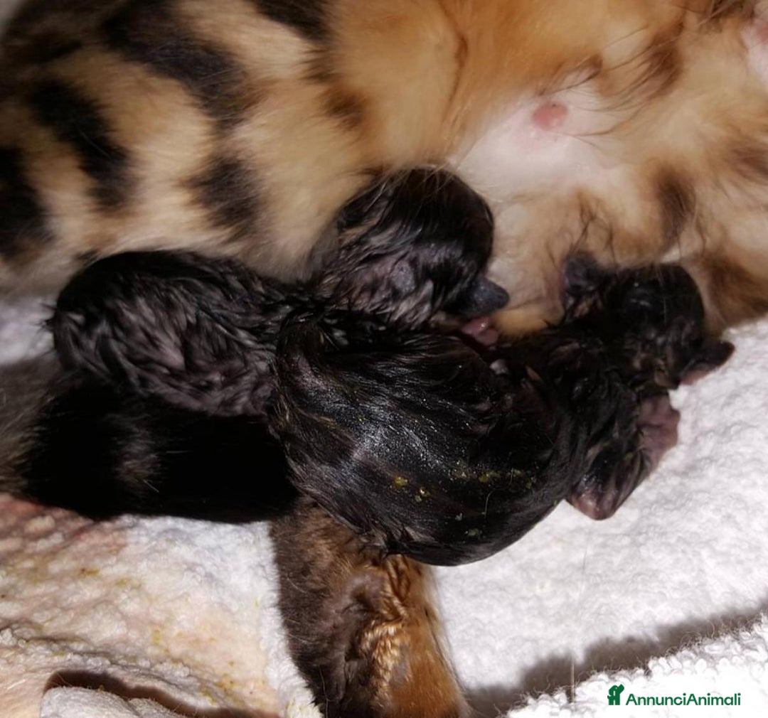 Bengala gatti in vendita: Cuccioli di bengala - Annuncio 7