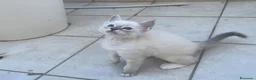 Ragdoll gatti in vendita: Ragdoll maschio - Annuncio 1