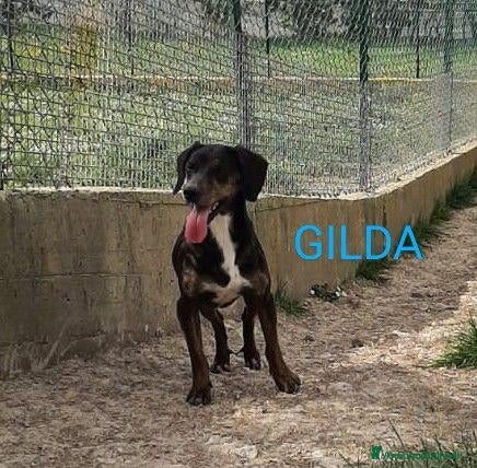Segugio cani GILDA buona con tutti i cani! - Annuncio 1