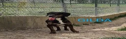 Segugio cani in regalo: GILDA buona con tutti i cani! a Città Metropolitana di Torino - Annuncio 1