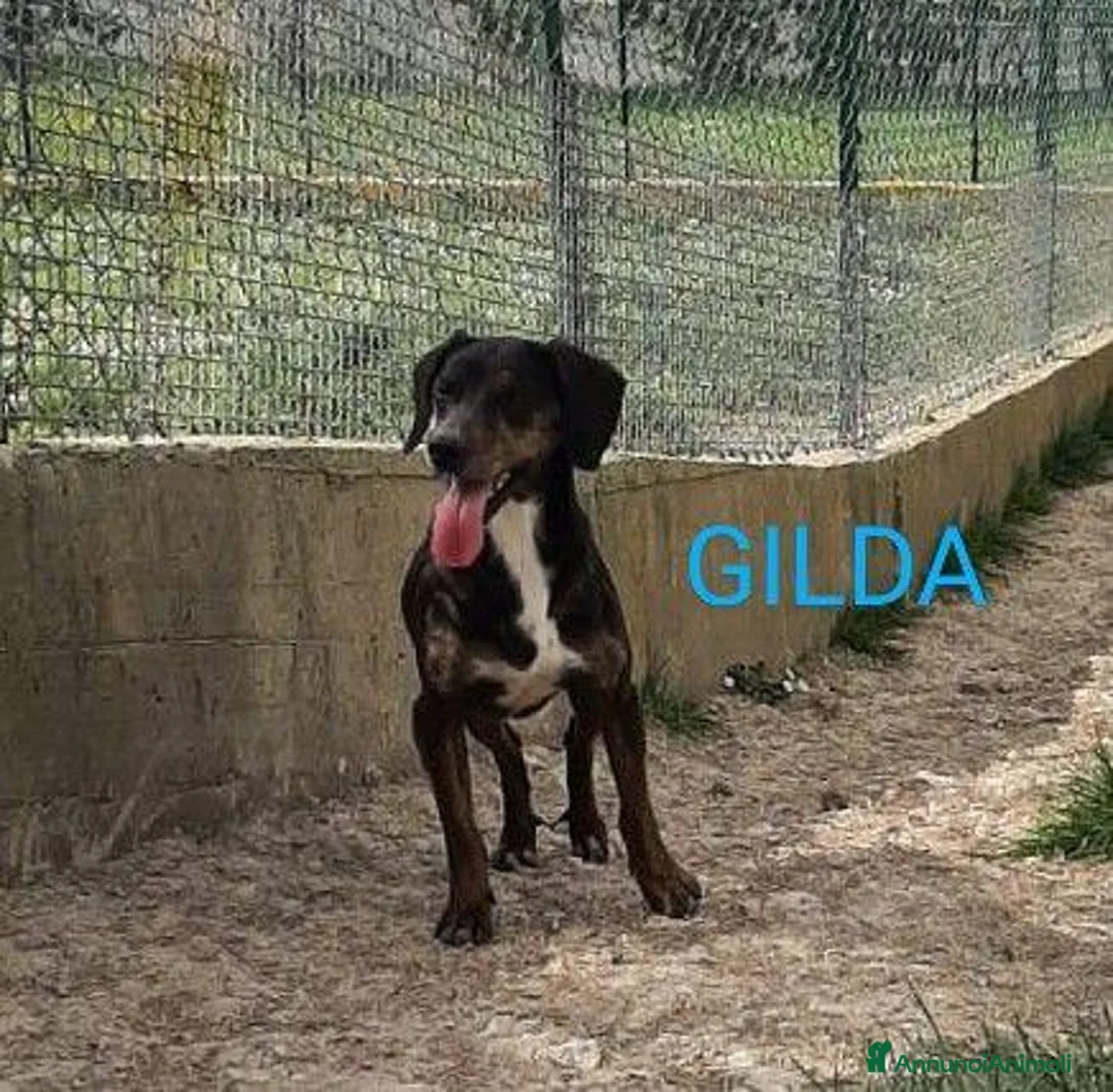 Segugio cani in regalo: GILDA buona con tutti i cani! a Città Metropolitana di Torino - Annuncio 1