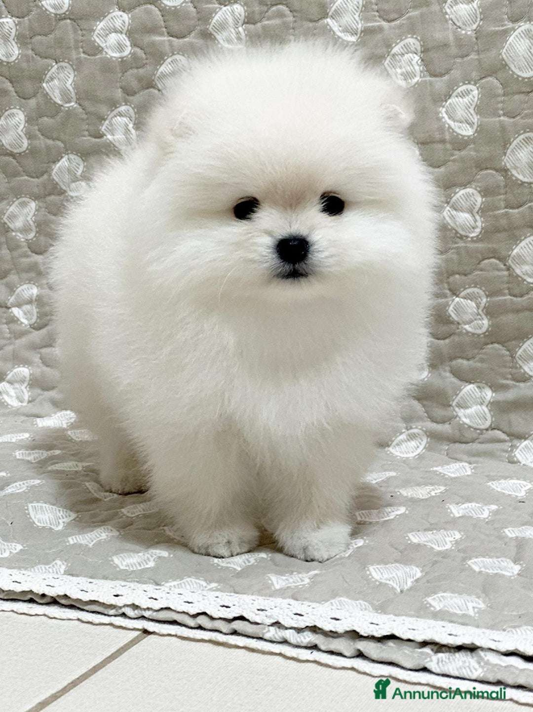 Volpino Pomerania cani in vendita: Pomerania Toy - Annuncio 7