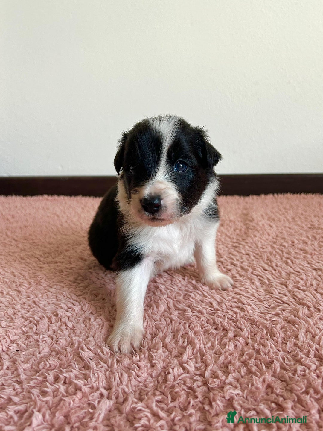 Border Collie cani in vendita: Cuccioli di Border Collie  - Annuncio 10