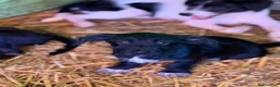 Meticcio cani in regalo: NERA, cucciola baffuta TG PICCOLA! - Annuncio 3
