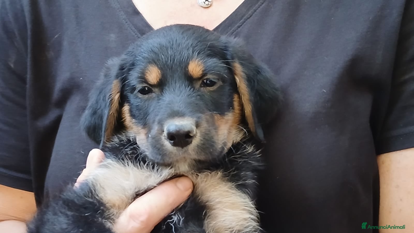Meticcio cani IL DOLCISSIMO MAIKO TI STA STA ASPETTANDO - Annuncio 23