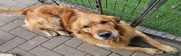 Golden Retriever cani in vendita: CUCCIOLI GOLDEN RETRIEVER  - Annuncio 16