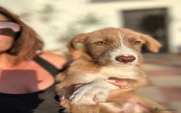 Meticcio cani in regalo: Stefano, Nicola & Giacomo, 3 mesi a Provincia di Bergamo - Immagine 3
