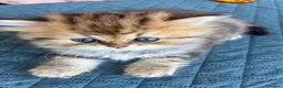 Persiano gatti in vendita: Gattini persiani chinchilla maschi  - Annuncio 1