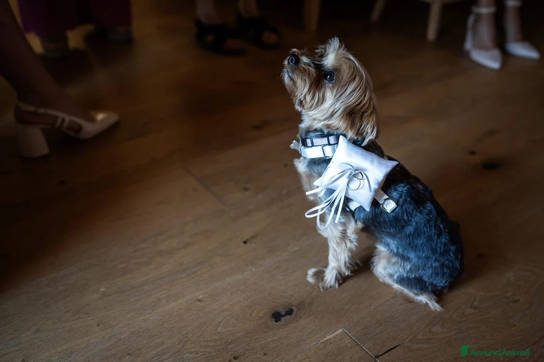 Yorkshire cani per accoppiamento: Susan 🐶 cerca maschio yorkshire per accoppiamento a Provincia di Imperia - Annuncio 5