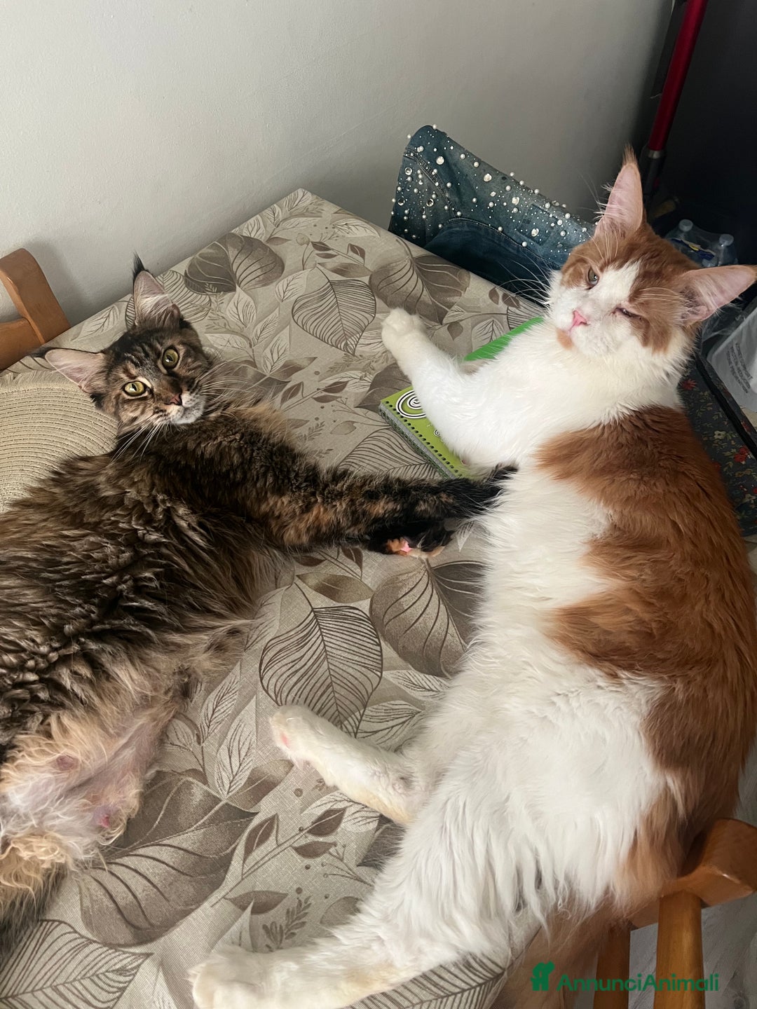 Maine Coon gatti in vendita: Cuccioli di Maine Coon a Città Metropolitana di Torino - Immagine 15