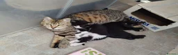 Meticcio gatti in regalo: Gattine in adozione - Annuncio 3