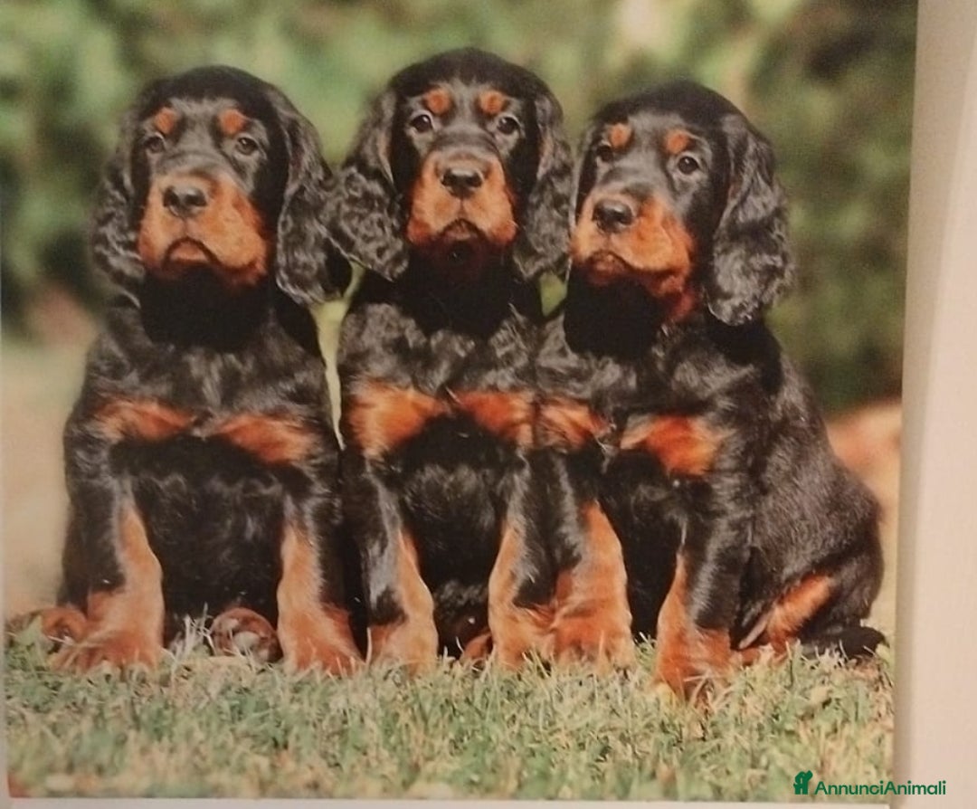 Setter Gordon cani in vendita: Cuccioli di Setter Gordon - Annuncio 4