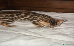 Bengala gatti in vendita: Cucciole di Bengal con Pedigree a Provincia di Asti - Immagine 13