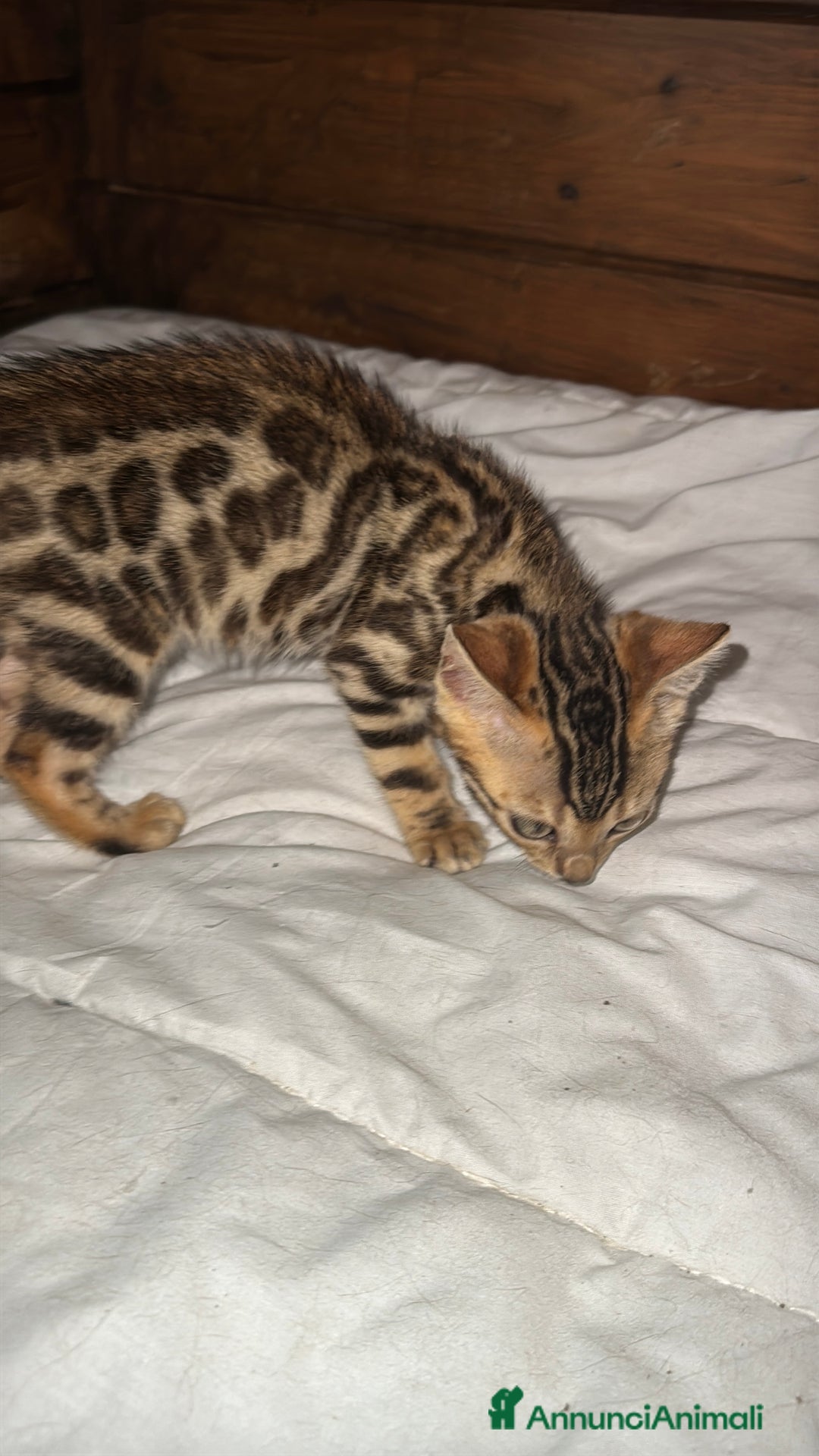 Bengala gatti in vendita: Cucciole di Bengal con Pedigree a Provincia di Asti - Immagine 13