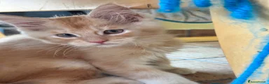 Maine Coon maschio 