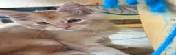 Maine Coon gatti in vendita: MAINE COON RED-WHITE PEDIGREE RIPRODUZIONE 3 rate  - Annuncio 6