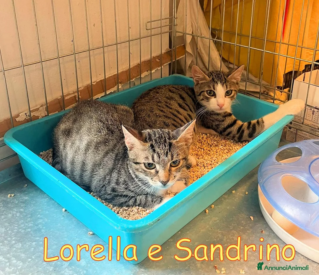 Europeo gatti in regalo: LORELLA E SANDRINO - Annuncio 5