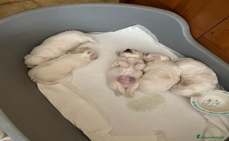 Maltese cani a Provincia di Brescia - Annuncio 3