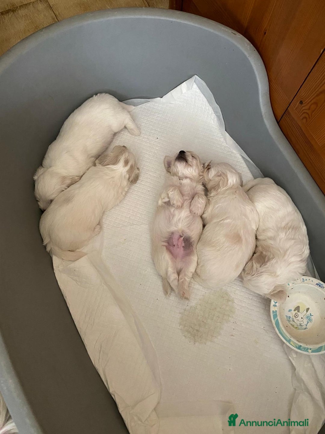 Maltese cani in vendita: Due femmine è un maschietto a Provincia di Brescia - Immagine 1