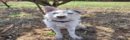 Meticcio cani in regalo: LUNA 🩷 un vulcano di amore e allegria!  😍 a Provincia di Treviso - Annuncio 8