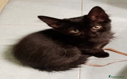 Europeo gatti in regalo: Dolcissime sorelline - Immagine 1