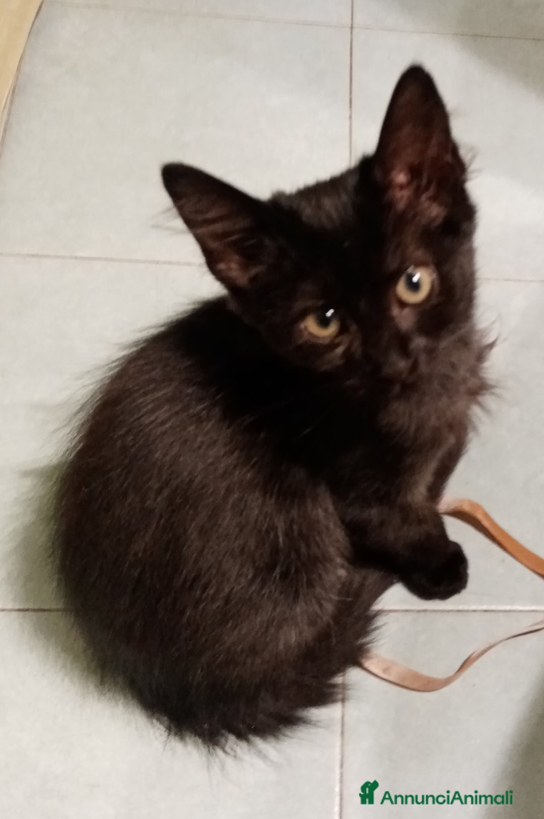 Europeo gatti in regalo: Dolcissime sorelline - Annuncio 1