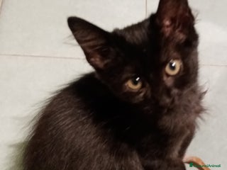 Europeo gatti Dolcissime sorelline - Annuncio 37