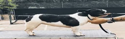 Bulldog Francese cani in vendita: Cuccioli di Bulldog Francese - Annuncio 2