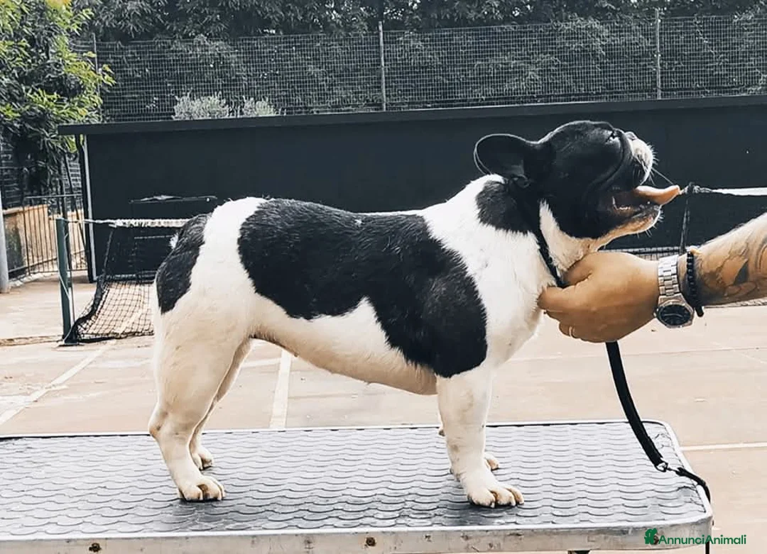 Bulldog Francese cani in vendita: Cuccioli di Bulldog Francese - Annuncio 2