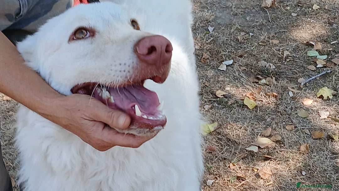 Meticcio cani in regalo: FULVIO DOLCISSIMO CUCCIOLONE IN CERCA D'AMORE - Annuncio 3