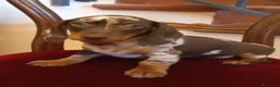 Bassotto cani in vendita: Cuccioli bassotto cioccolato e Arlecchino.  - Annuncio 3