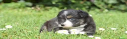 Australian Shepherd cani in vendita: AUSTRALIAN SHEPHERD a Provincia di Padova - Annuncio 12