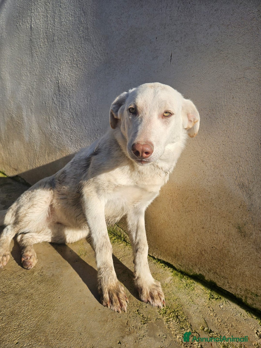 Meticcio cani in regalo: Chiara: 1 anno, socievole ed equilibrata - Annuncio 16