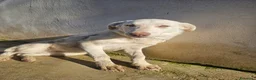 Meticcio cani in regalo: Chiara: giovane, socievole ed equilibrata - Annuncio 32
