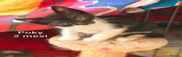Altre razze gatti in regalo: GATTINI IN CERCA D'AMORE  a Città Metropolitana di Bologna - Annuncio 11