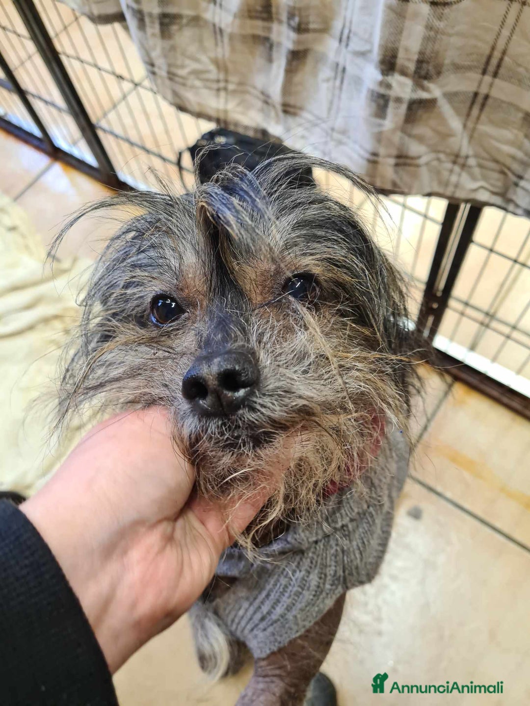 Altre razze cani in regalo: KIWI, simpaticissimo CANE NUDO CINESE. Tg piccola. - Annuncio 9