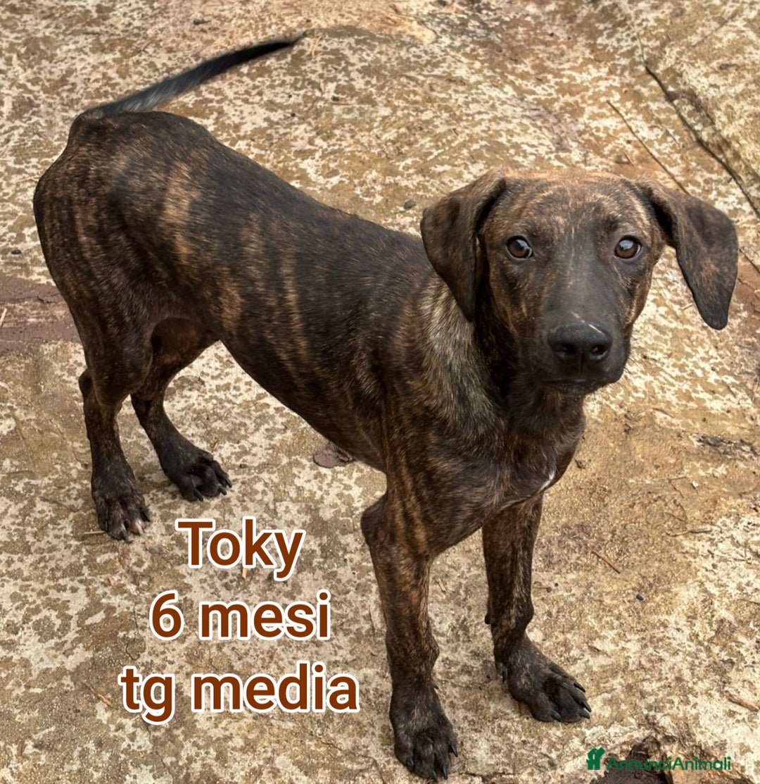 Meticcio cani in regalo: CUCCIOLI ABBANDONATI: EMERGENZA  - Annuncio 13