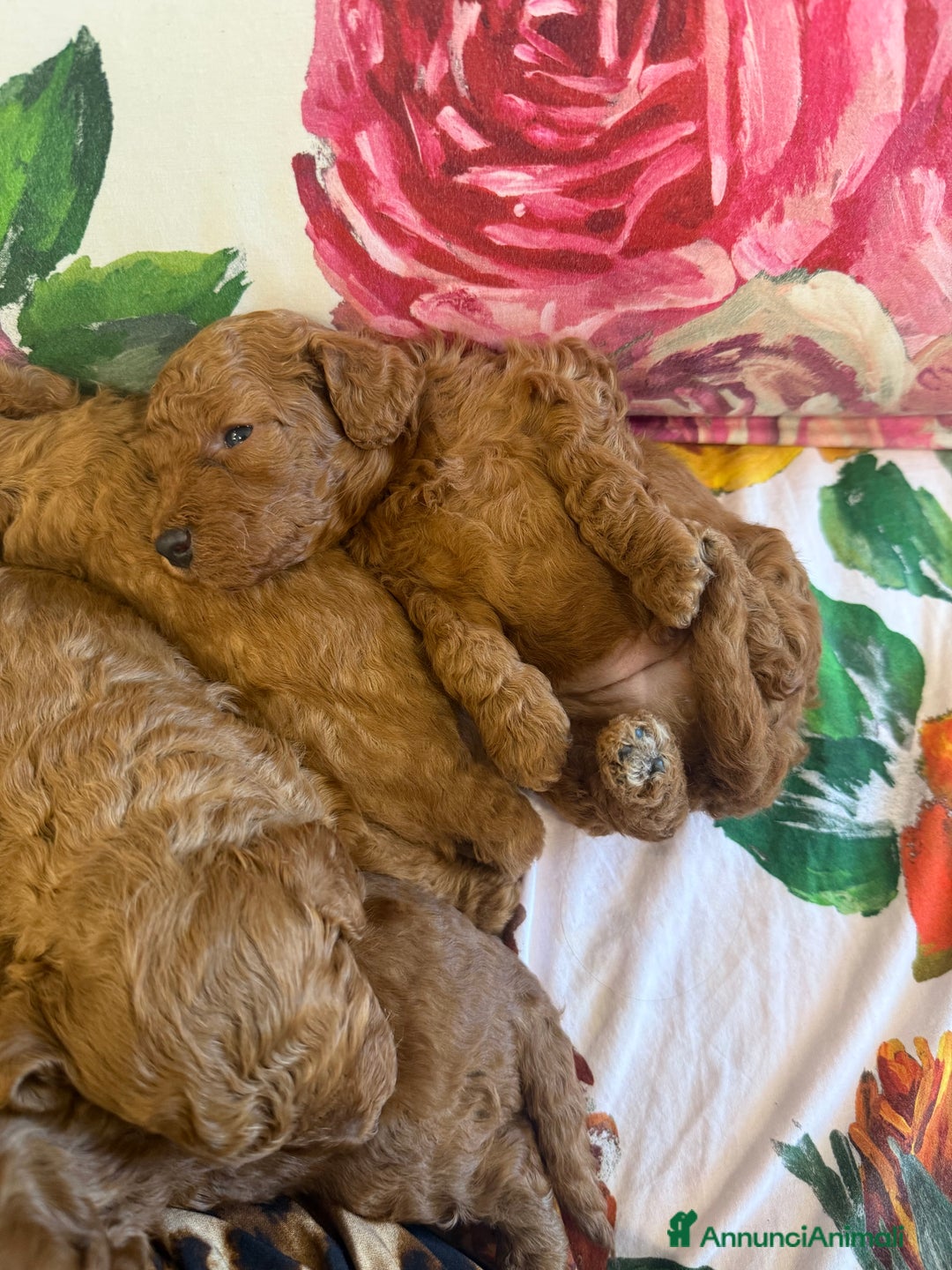 Barboncino cani in vendita: Barboncini nanetti 🐩🐩🐩 - Immagine 26