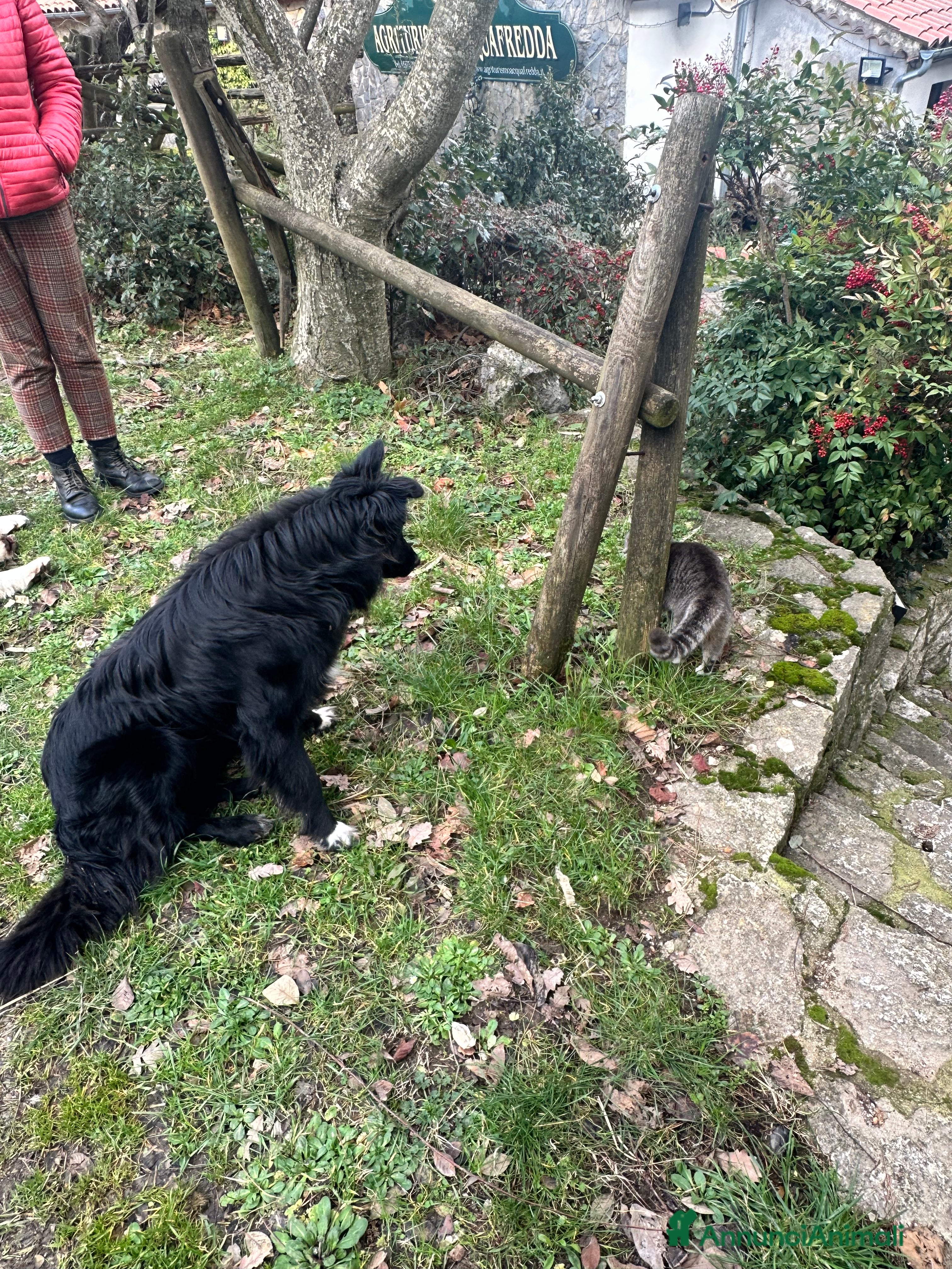 Meticcio cani Haky simil border collie  - Annuncio 2