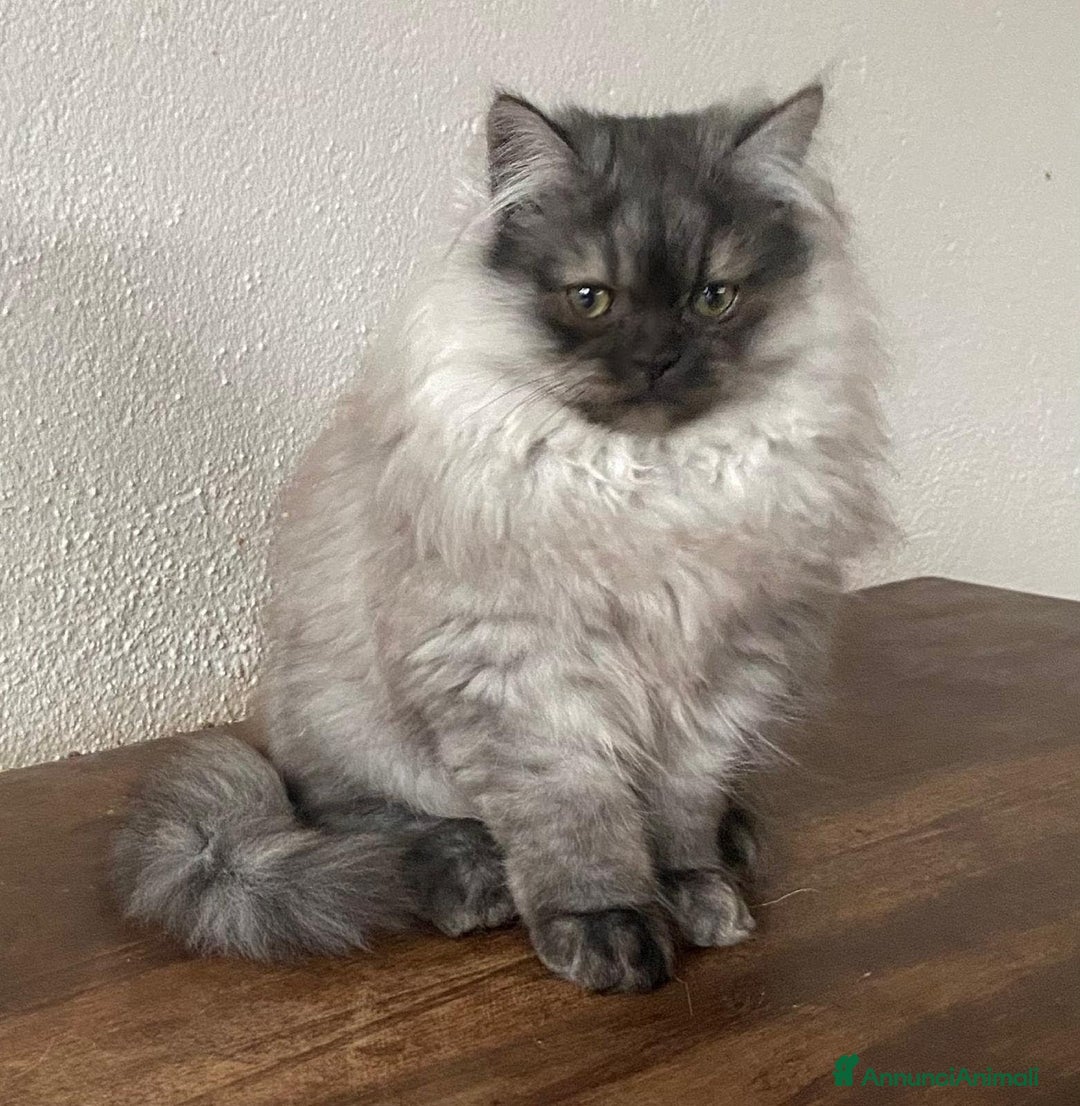Persiano gatti in vendita: Cucciolo di persiani normotipo MASCHIO  - Annuncio 2