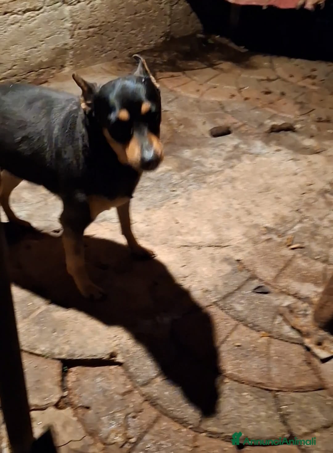 Pinscher Miniatura cani Regalo cagnolina pincher  - Annuncio 4