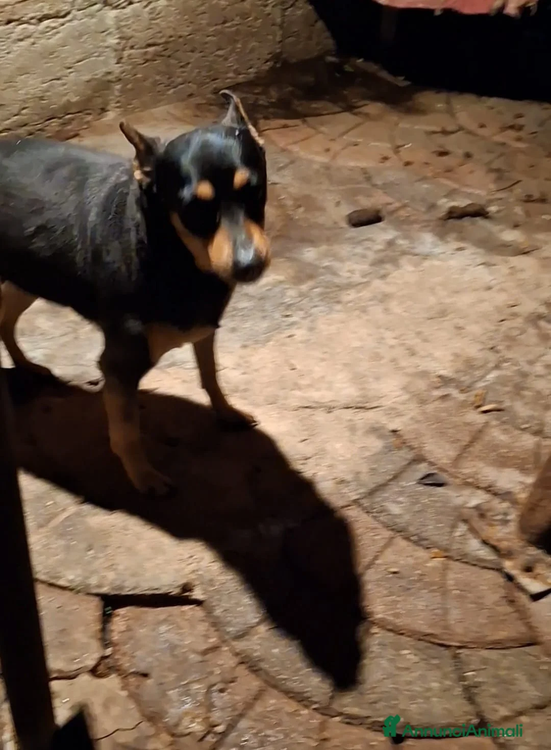 Pinscher Miniatura cani in regalo: Regalo cagnolina pincher  - Annuncio 1