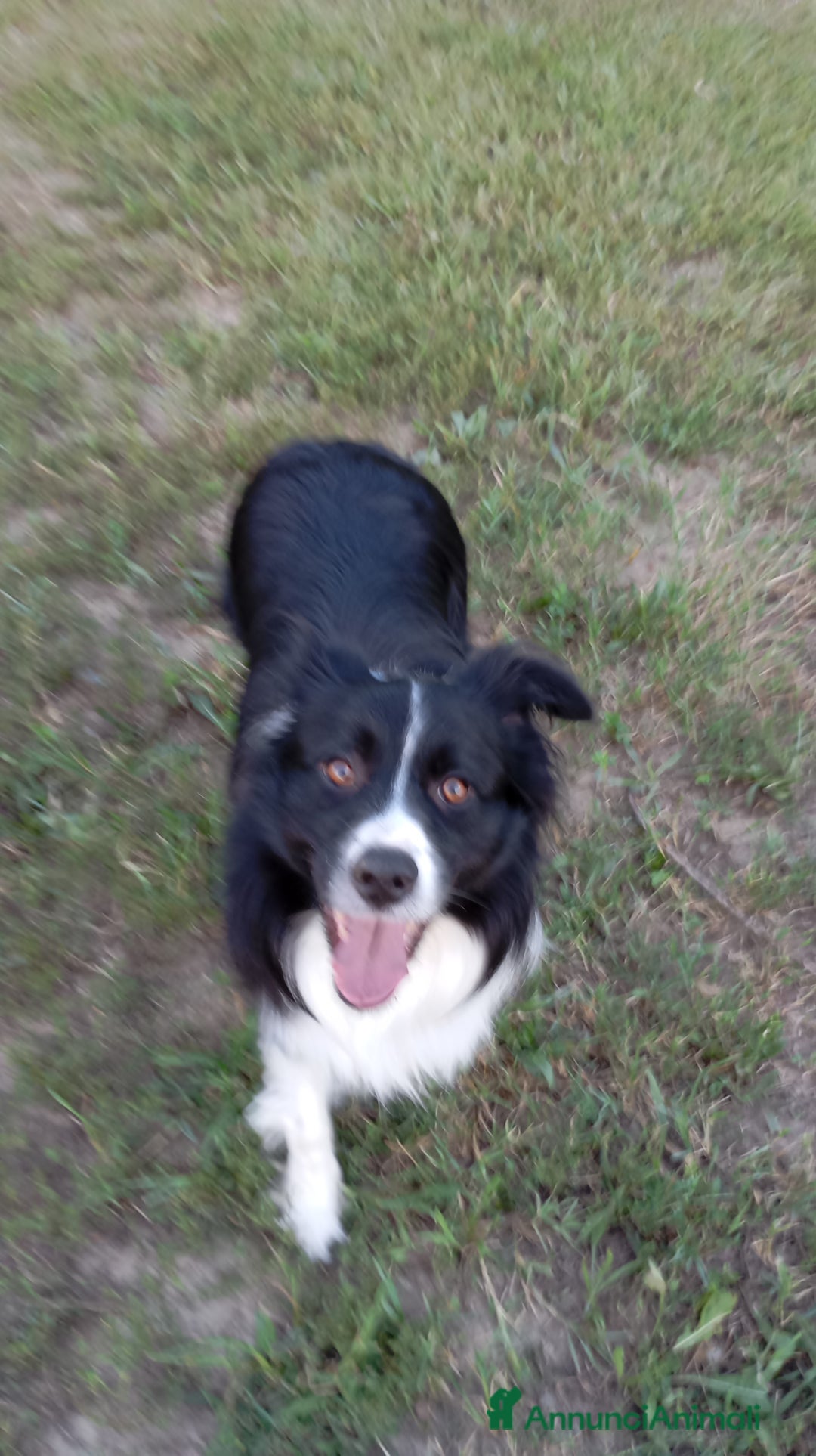 Border Collie cani per accoppiamento: Accoppiamento  - Annuncio 1