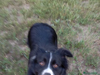 Border Collie cani Accoppiamento - Annuncio 22