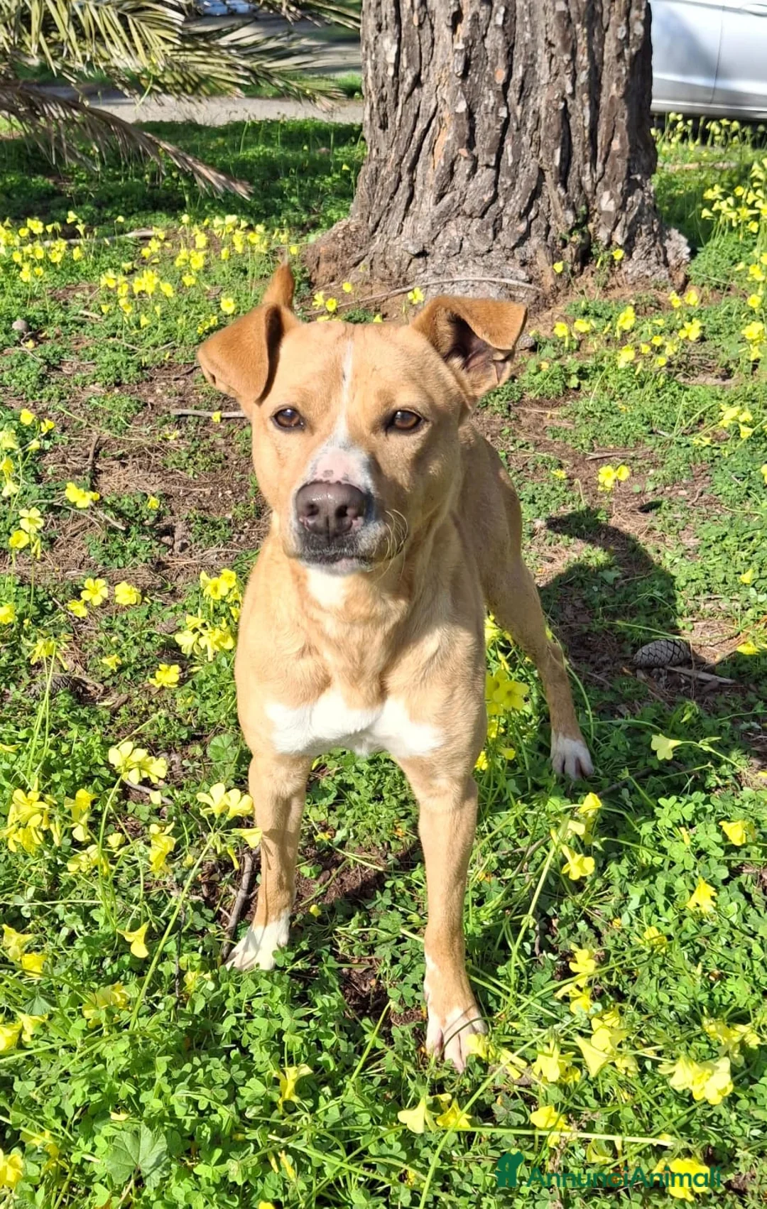 Meticcio cani in regalo: SPILLO 💙 12 kg. Mille avventure possibili. a Provincia di Vicenza - Annuncio 4