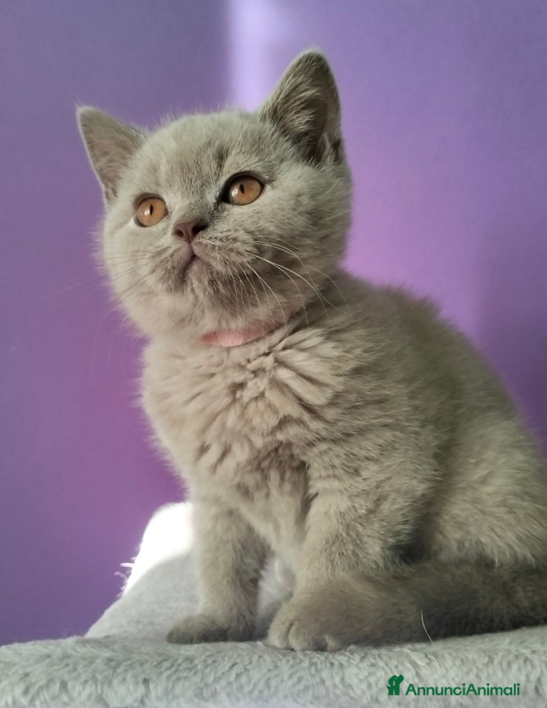 British gatti in vendita: Cuccioli British Shorthair  - Annuncio 10